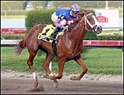 Lion Tamer, Aristocat Possible for Florida Derby Lion Tamer, Aristocat Possible for Florida Derby