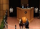 Funny Moon, hip 105, sold for $2.3 Million during the Fasig-Tipton November Sale.