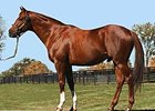 Filly Is First Winner for Newfoundland Filly Is First Winner for Newfoundland