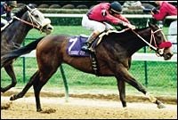 Champion Caressing Bred to Fusaichi Pegasus; Back in Training Champion Caressing Bred to Fusaichi Pegasus; Back in Training