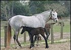 Platinum Tiara and her A.P. Indy filly.