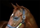 Groovy, in a portrait shot in 2000 at WinStar Farm.
