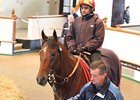 Formosina Sets the Pace at Tattersalls Formosina Sets the Pace at Tattersalls
