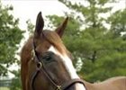Buzzards Bay sold at auction.