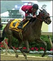 No Limit in Black-Eyed Susan No Limit in Black-Eyed Susan