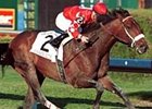 Stephen Got Even, the Donn Handicap winner and now a stallion at Lane's End Farm.