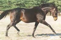 Broad Brush Returned to Gainesway After Treatment Broad Brush Returned to Gainesway After Treatment