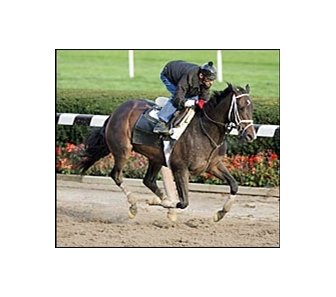Ashado, breezed at Belmont Park Monday.