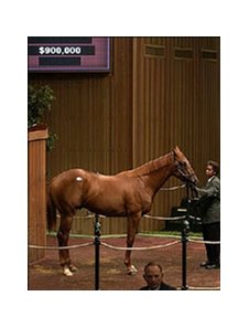 Distorted Humor colt brought $900,000 on fourth day of sale.