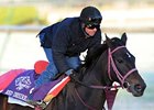 Red Desire is ready for the Breeders' Cup.<br><a target="blank" href="http://www.bloodhorse.com/horse-racing/photo-store?ref=http%3A%2F%2Fpictopia.com%2Fperl%2Fgal%3Fprovider_id%3D368%26ptp_photo_id%3D9264751%26ref%3Dstory">Order This Photo</a>