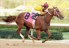 Curlin Sweeps Into Derby Picture With Rebel Rout Curlin Sweeps Into Derby Picture With Rebel Rout