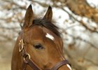 First Winner for Afleet Alex First Winner for Afleet Alex