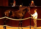 Hip #125, Derby Gold, colt, Bertrando - River Gold by Seeking the Gold brought $105,000 to top Barretts California Cup yearling sale.