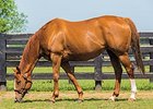 Littleprincessemma, dam of American Pharoah, is one of four nominees for Kentucky Broodmare of the Year