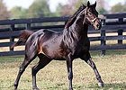 First Foal by Shaniko First Foal by Shaniko