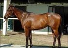 Touch Gold colt tops opening session of OBSC spring sale.