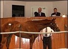 Helmsman Filly Tops Barretts Summer Sale Helmsman Filly Tops Barretts Summer Sale