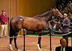 Ashado, selling for then world-record $9 million at the Keeneland Nov. 2005 sale.