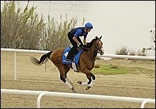 Discreet Cat Hometown Hope in UAE Derby; Other Godolphin Runners Tune Up Discreet Cat Hometown Hope in UAE Derby; Other Godolphin Runners Tune Up