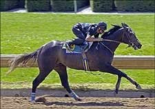 Five Star Day Colt Sizzles in Keeneland Under Tack Show Five Star Day Colt Sizzles in Keeneland Under Tack Show