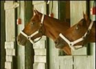 NYRA announces Funny Cide Day at Saratoga.