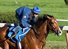 Discreet Cat will join Street Sense and Hard Spun as 2008 freshmen stallions at Darley Stud.