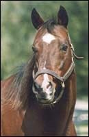 Florida Stallion Valid Appeal Euthanized at Age 30 Florida Stallion Valid Appeal Euthanized at Age 30