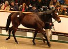 Miss Keller Tops Tattersalls Opening Day Miss Keller Tops Tattersalls Opening Day