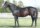Robannier to Madera Thoroughbreds Robannier to Madera Thoroughbreds