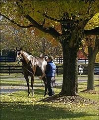 Breeders' Cup Connections Add Excitement to Kentucky Mixed Sales Breeders' Cup Connections Add Excitement to Kentucky Mixed Sales
