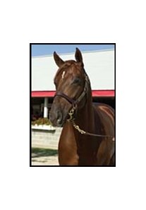 Storm Cat colt purchased by Sheikh Mohammed for $5.5 million.