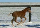 First foal for Frost Giant, a colt out of Apocalyptic, born Jan. 31.