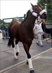 Japan Cup Winner Alkaased Eyes Hong Kong Vase Japan Cup Winner Alkaased Eyes Hong Kong Vase