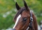 Storm Cat Progeny Make September Sale Special Storm Cat Progeny Make September Sale Special