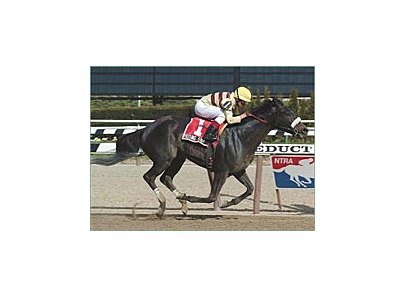 Passing Shot crosses the finish line in the Bed O' Roses Breeders' Cup Stakes at Aqueduct.