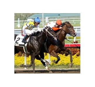 Sharp Humor (inside) and Mark Guidry pull ahead of Noonmark to win the Swale Stakes.