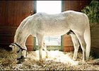 Runaway Groom, last month at Vinery.
