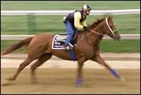 Point Given Slight Favorite in Preakness Wagering Point Given Slight Favorite in Preakness Wagering