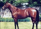 Johannesburg, Officer Fighting It Out on Freshmen Sires List Johannesburg, Officer Fighting It Out on Freshmen Sires List