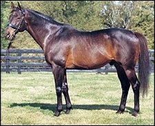 Gainesway Stallion Lear Fan Pensioned Gainesway Stallion Lear Fan Pensioned