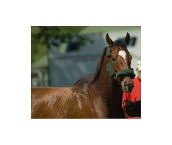 Kentucky Derby favorite Brother Derek arrives at Churchill Downs.