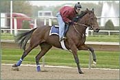 International Champion Banks Hill Retired International Champion Banks Hill Retired