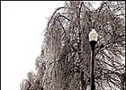 Ice Storm Disrupts Some Breeding Activities Ice Storm Disrupts Some Breeding Activities
