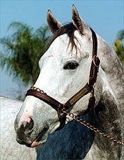 Tapit Beezes 6 Furlongs on Turf For Belmont Tapit Beezes 6 Furlongs on Turf For Belmont