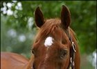 Kentucky Stallion Diesis Dead Kentucky Stallion Diesis Dead