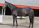 Unrivaled Belle to Brushwood for $2.8 Million Unrivaled Belle to Brushwood for $2.8 Million