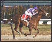Saratoga Blues to Run in Spiral; Will Not Point For Kentucky Derby Saratoga Blues to Run in Spiral; Will Not Point For Kentucky Derby