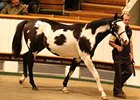 Tattersalls Book 3 Enjoys Gains in Results Tattersalls Book 3 Enjoys Gains in Results