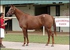 Enduring Legacy topped second session of OBSC sale.