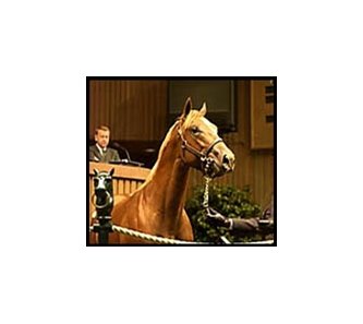 Storm Cat colt, sold for $2.5 million at Keeneland's second sale session.